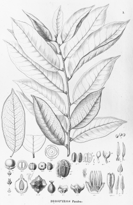 Diospyros guianensis