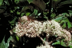 Melicope bonwickii