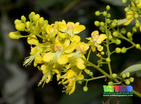 Caesalpinia crista