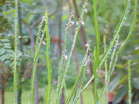 Baccharis genistelloides