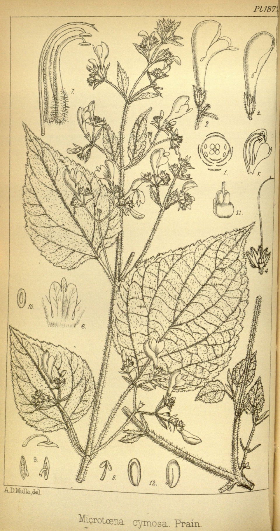 Microtoena patchoulii