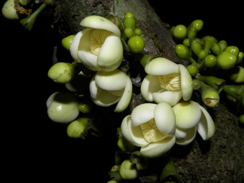 Grias cauliflora