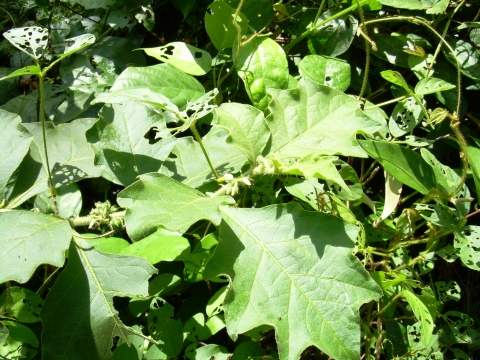 Solanum candidum