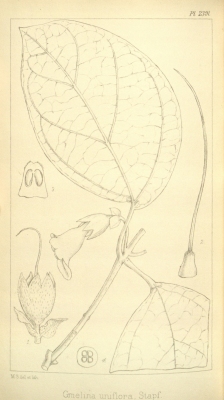 Gmelina uniflora