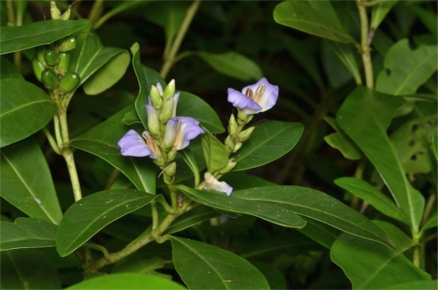 Acanthus ilicifolius