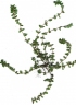 Euphorbia thymifolia