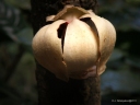 Uvariodendron gorgonis