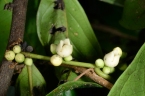 Diospyros iturensis