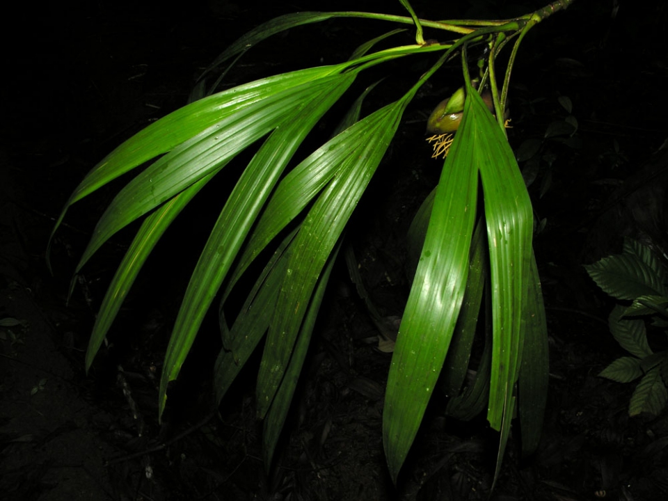 Thoracocarpus bissectus