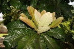 Chrysophyllum imperiale