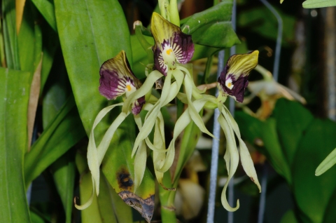 Prosthechea cochleata