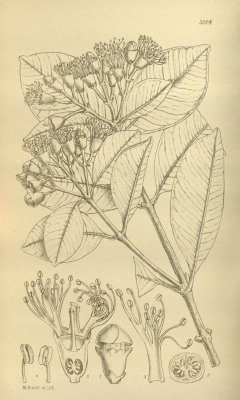 Syzygium brackenridgei
