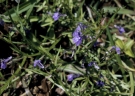 Lobelia fervens