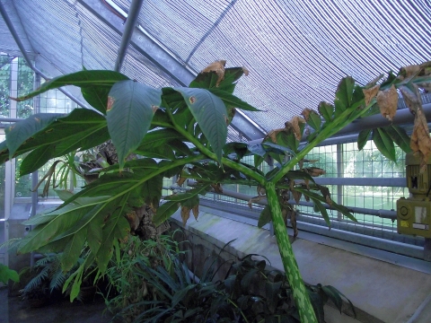 Amorphophallus muelleri