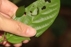 Strombosia javanica