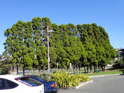 Cupressus torulosa