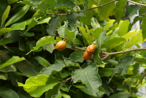 Bunchosia armeniaca