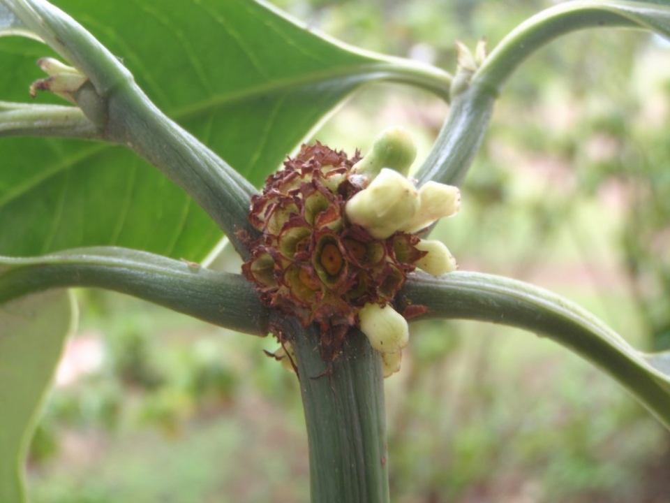 Psychotria psychotrioides