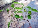 Grewia lavanalensis