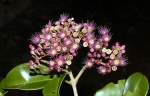 Syzygium buettnerianum