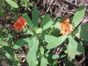 Gnidia daphnifolia