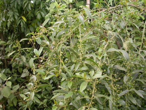 Clutia abyssinica