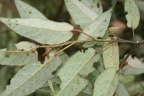 Croton myriaster
