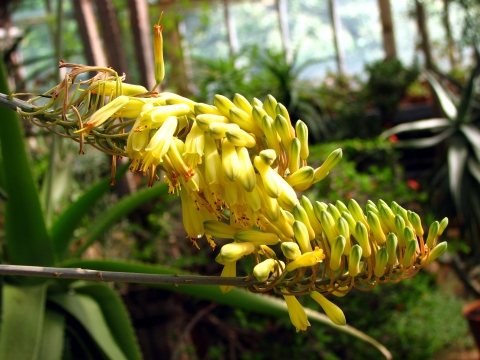 Aloe officinalis