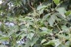 Croton xalapensis