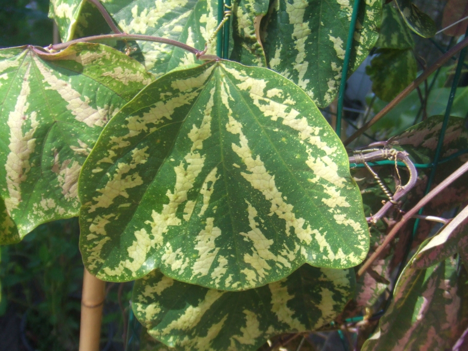 Passiflora organensis