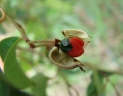Maprounea guianensis