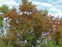 Combretum hereroense