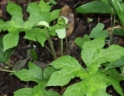 Dorstenia drakena