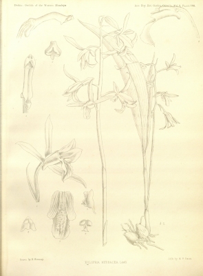 Eulophia herbacea