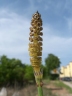 Equisetum ramosissimum