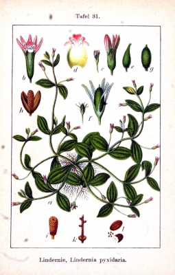 Lindernia procumbens