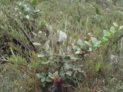 Macleania rupestris