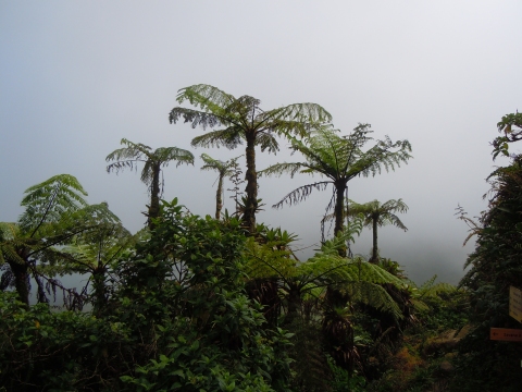 Cyathea arborea