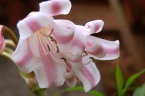 Crinum latifolium