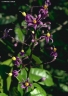 Solanum madagascariense