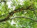 Ficus punctata