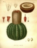 Melocactus intortus