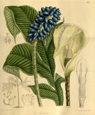 Amorphophallus yunnanensis