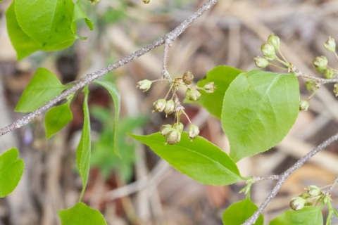 Casearia praecox