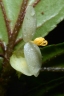 Begonia elatostemmoides