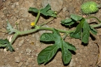 Cucumis anguria