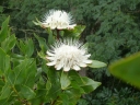 Protea madiensis