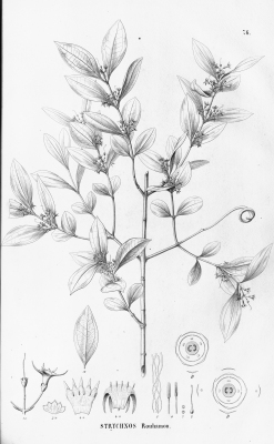 Strychnos guianensis