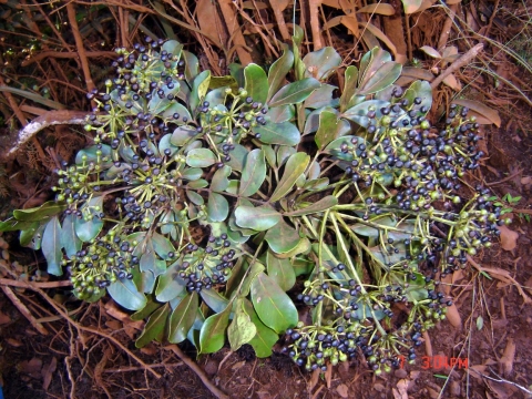 Polyscias ornifolia