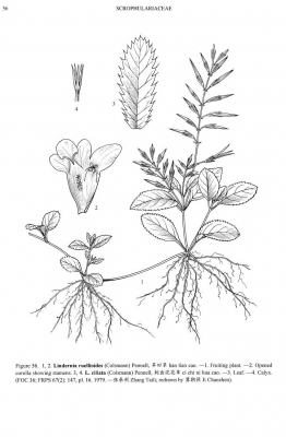 Lindernia ruellioides